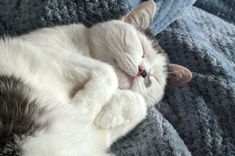 ANIfit Nassfutter für Katzen Schlafende Katze mit grauem und weißem Fell, eingekuschelt in einer Decke.