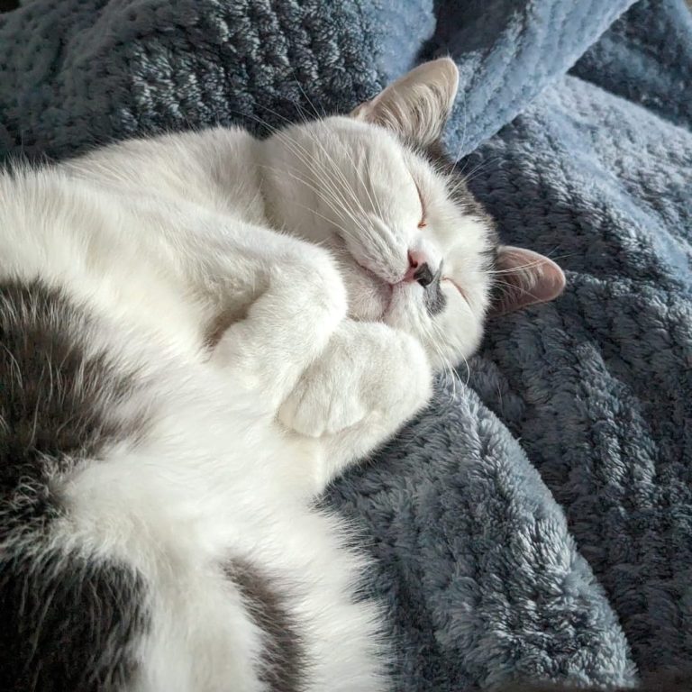 Schlafende Katze mit grauen Flecken, eingekuschelt in eine blaue Decke.