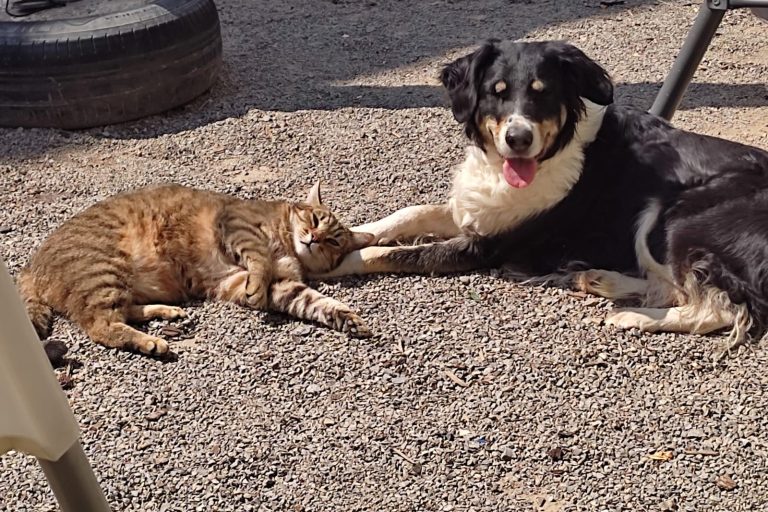Artgerechte Ernährung von ANIfit mit Futterberatung Ein Hund und eine Katze liegen entspannt zusammen auf einem Schotterboden.
