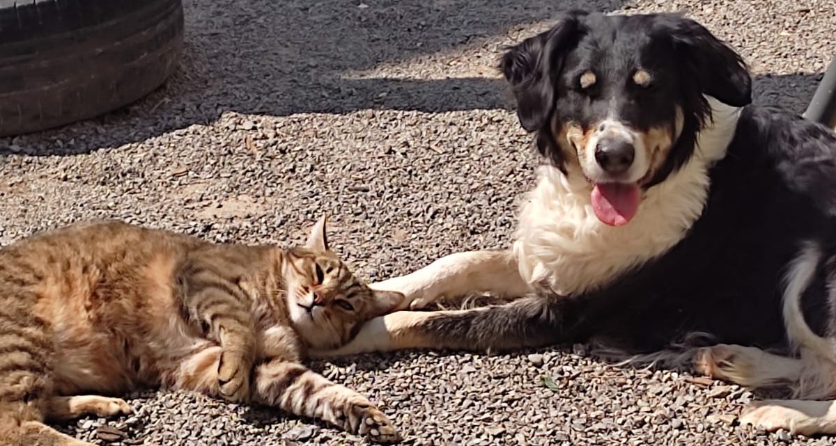 Ein Hund und eine Katze spielen entspannt auf dem Boden.