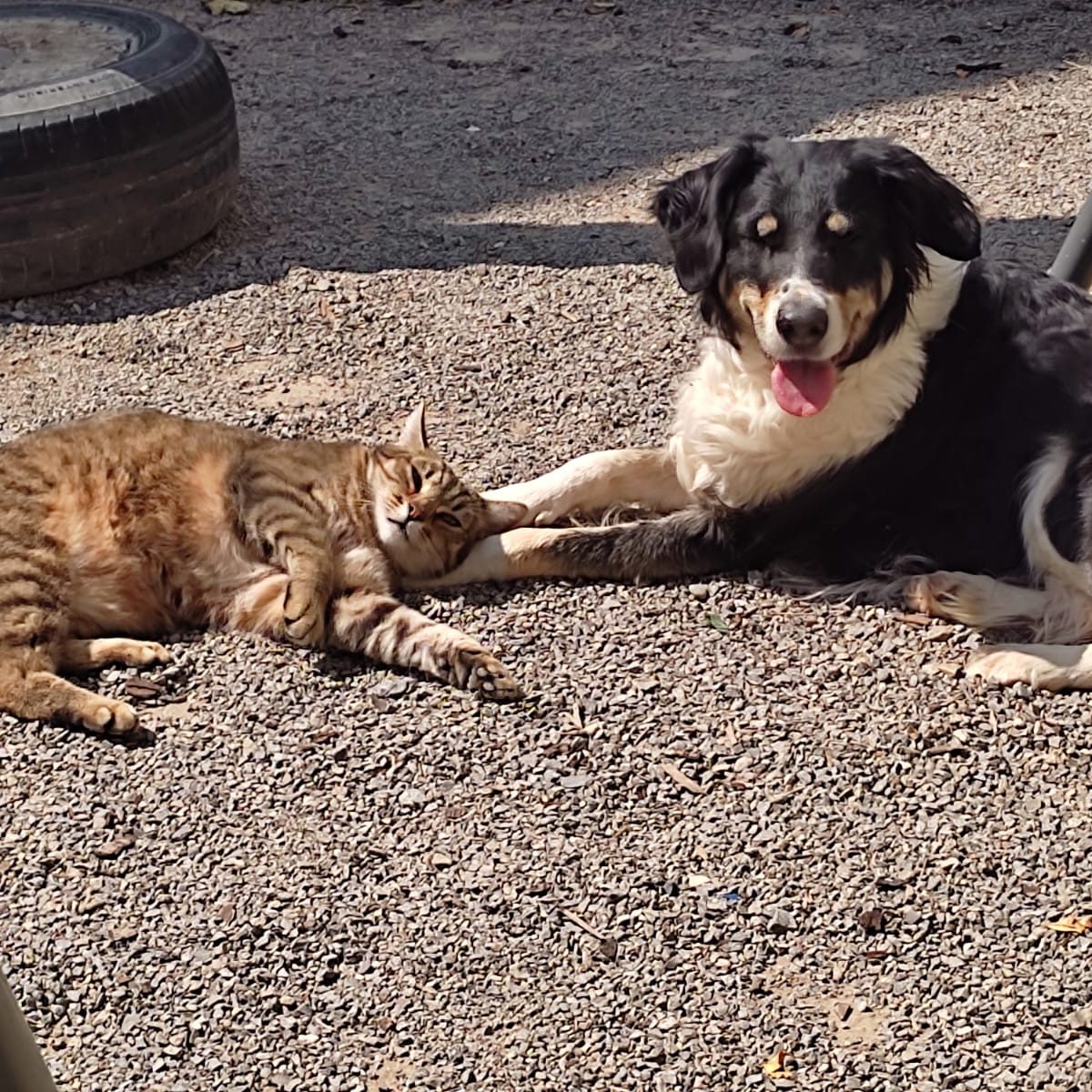Eine Katze und ein Hund liegen entspannt auf dem Boden.