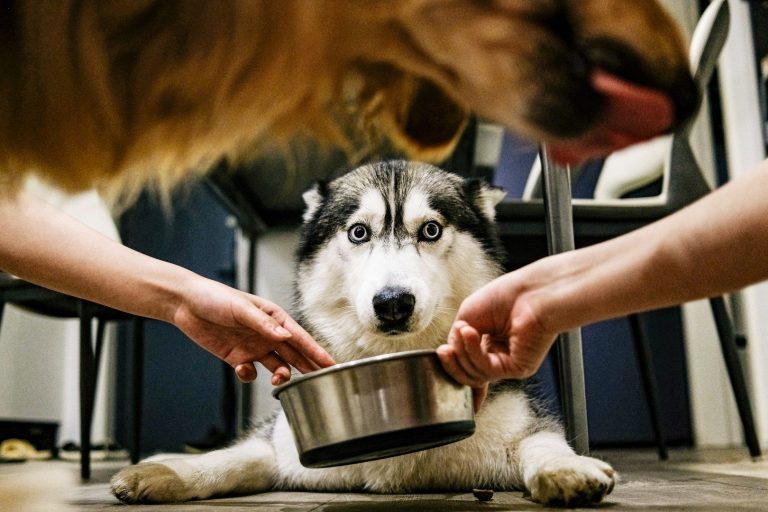 Tipps für Verdauungsprobleme bei Hunden Ein Siberian Husky sitzt auf dem Boden und schaut auf eine Futterschüssel.