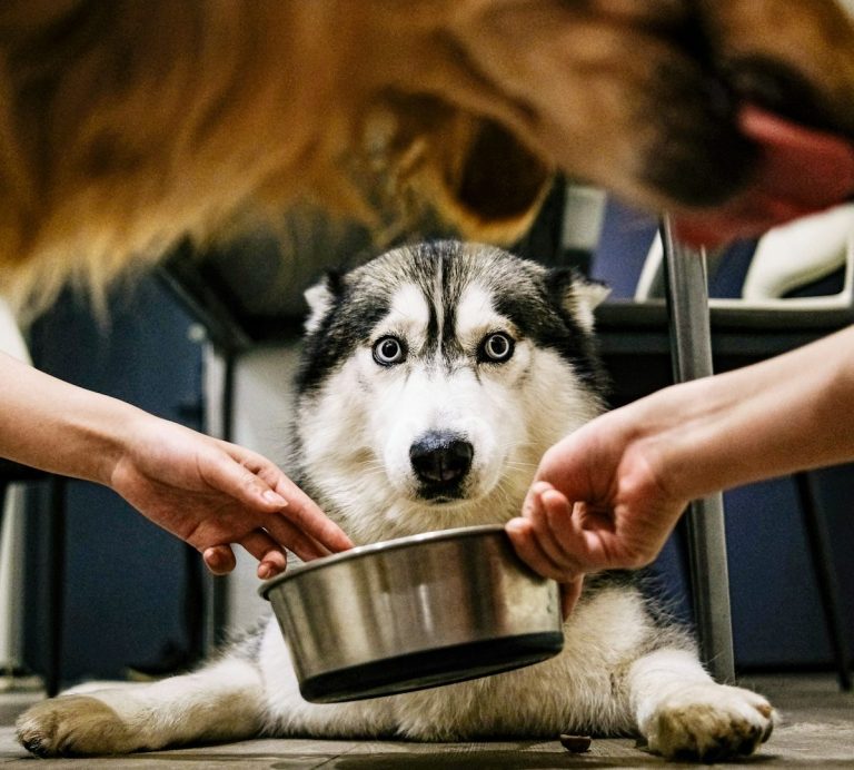 Hochwertiges ANIfit Hundefutter Ein Husky sitzt auf dem Boden und schaut neugierig auf eine Futterschüssel.