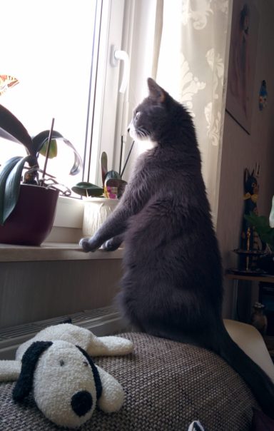 Graue Katze steht am Fenster und schaut nach draußen, Spielzeug-Hund auf der Couch.