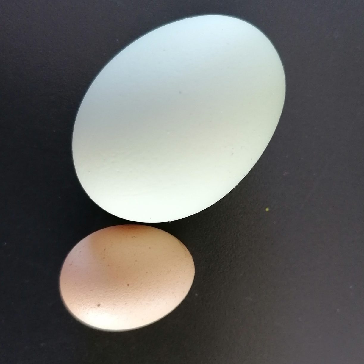 Zwei Eier in unterschiedlichen Größen auf schwarzem Hintergrund.