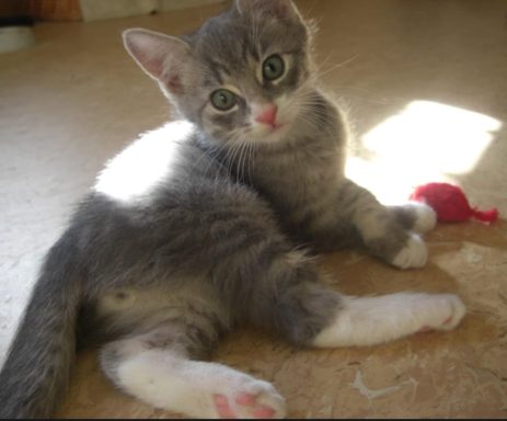 Graue Katze liegt entspannt auf einem Boden und schaut neugierig in die Kamera.