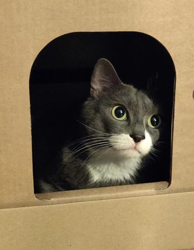 Graue Katze blickt neugierig aus einem Fenster in einem Karton.