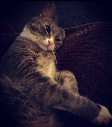 Graue Katze entspannt auf einem Sofa mit einer entspannten Körperhaltung.