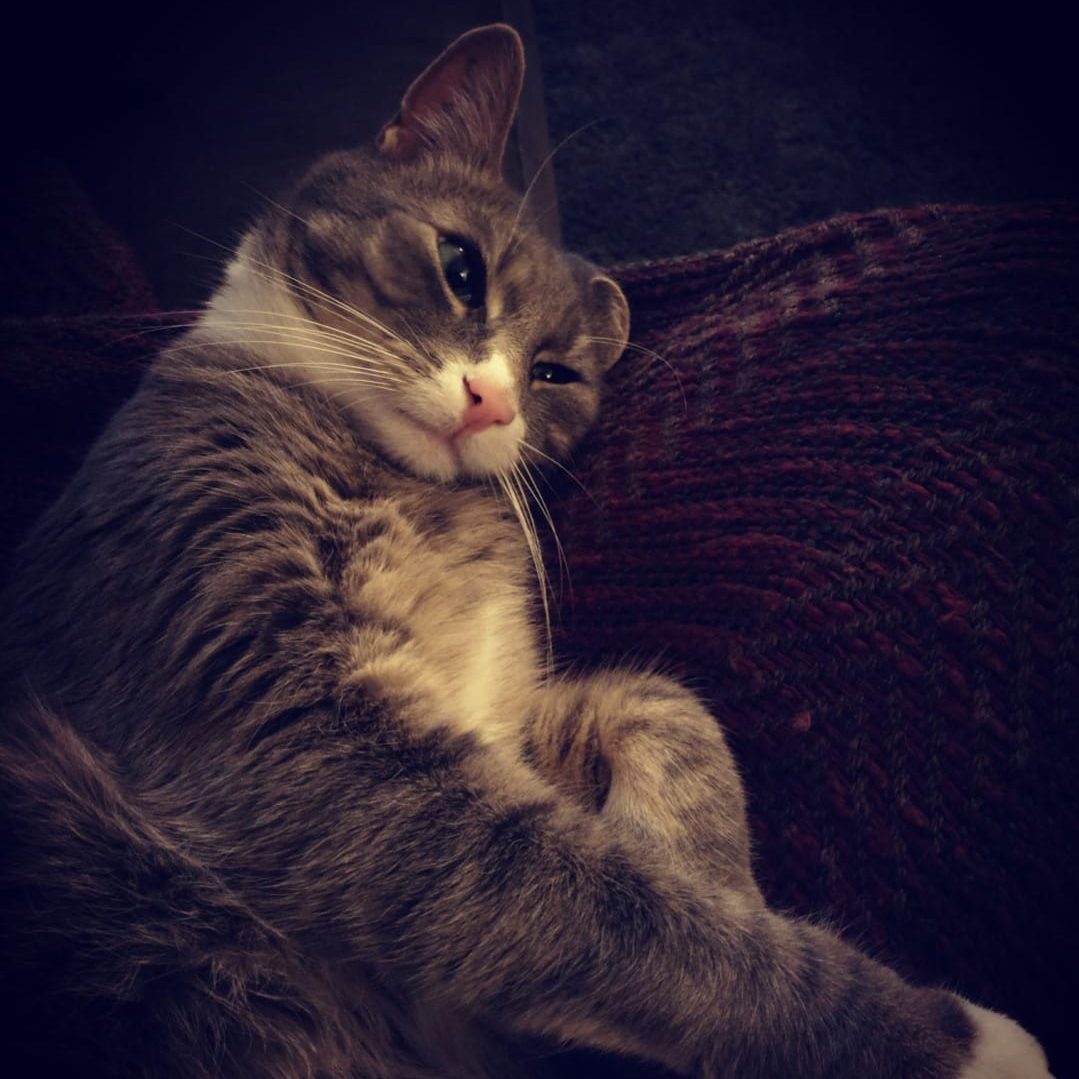 Graue Katze liegt entspannt auf einem roten Kissen und schaut nachdenklich.