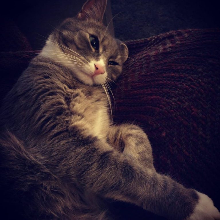 Graue Katze, entspannt liegend auf einem roten Kissen.