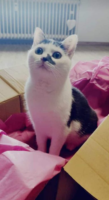 Katze sitzt in einem Karton, umgeben von pinkem Papier.