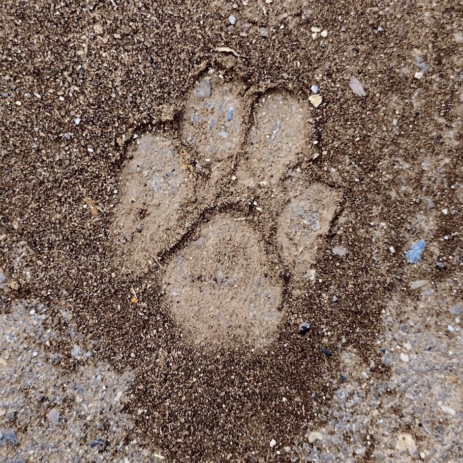 Pfotenabdruck im Sand mit deutlichen Abdrücken der Zehen und Ballen.