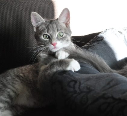 Graue Katze mit grünen Augen, die entspannt auf einem Kissen liegt.