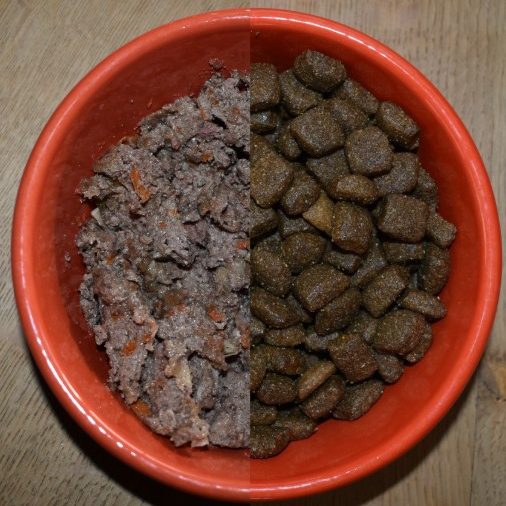 Trockenfutter oder Nassfutter - wie ernährst Du Deinen Hund artgerecht Schüssel mit zwei Futtersorten: feuchtes Futter links und trockene Kroketten rechts.