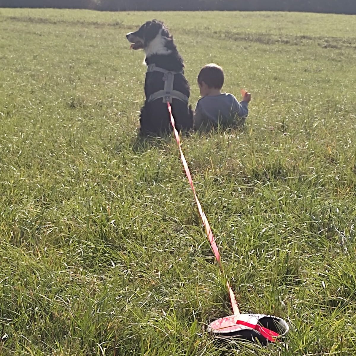 Hochwertiges Nassfutter von ANIfit für Hunde - natürlich, sicher, alltagstauglich Ein Junge sitzt im Gras neben einem Hund, der aufmerksam in die Ferne schaut.