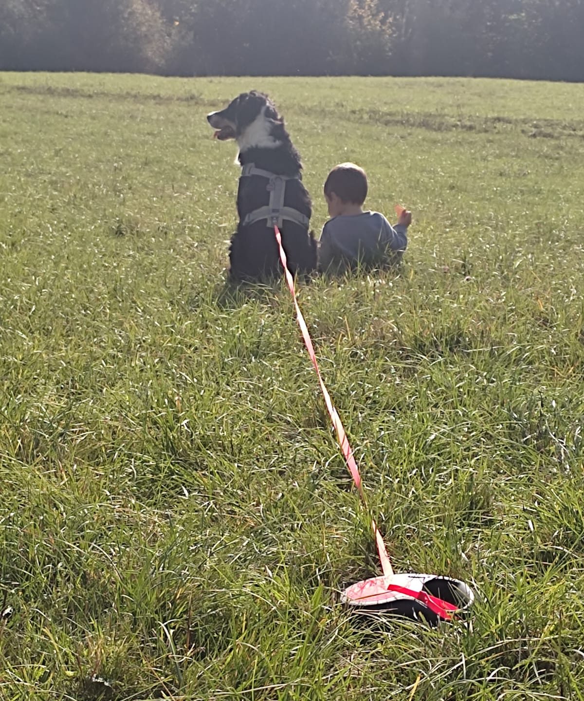 Fütterungsarten im Vergleich, Trockenfutter, Nassfutter, BARF Ein Kind sitzt im Gras und spielt mit einem Hund, der neben ihm sitzt.