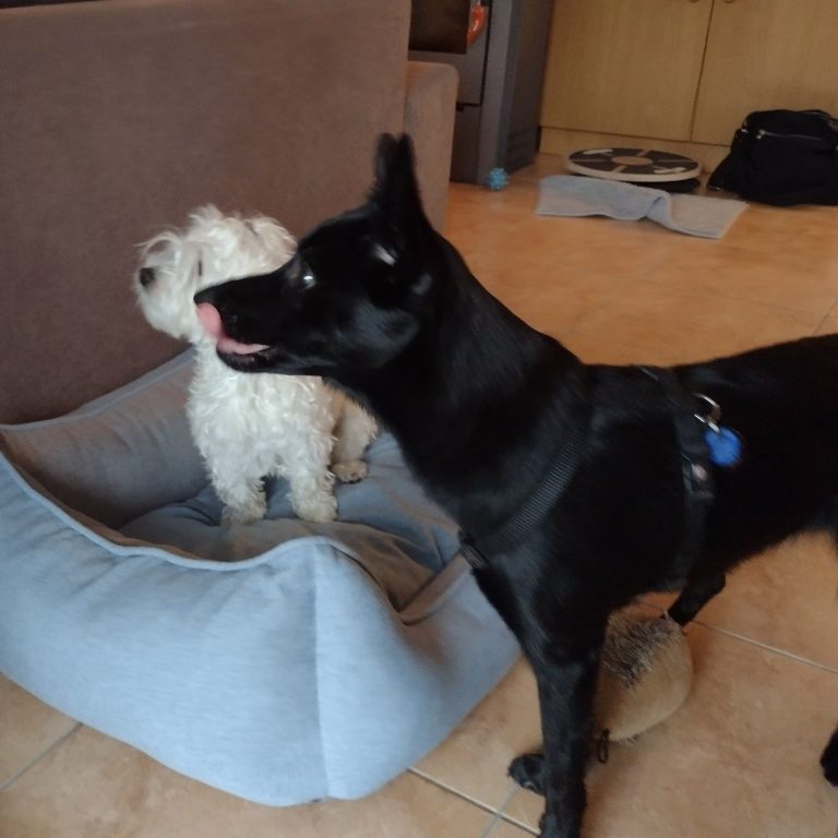 Schwarzer Hund steht neben einem kleinen weißen Hund in einem Hundebett.