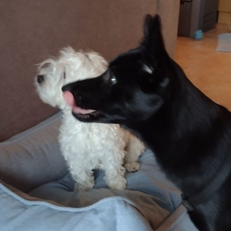 Anifit Hundefutter & Yvis Futterberatung Zwei Hunde sitzen nebeneinander, ein schwarzer Hund und ein kleiner weißer Hund.