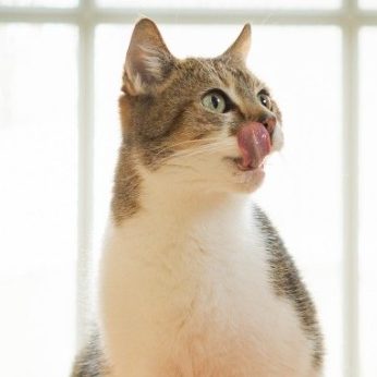 Eine graue und weiße Katze leckt sich die Schnauze in einem hellen Raum.