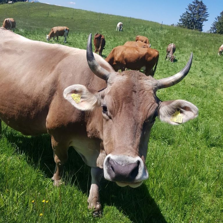 Braune Kuh steht auf einer Wiese, schaut zur Seite, mit Ohrmarken.