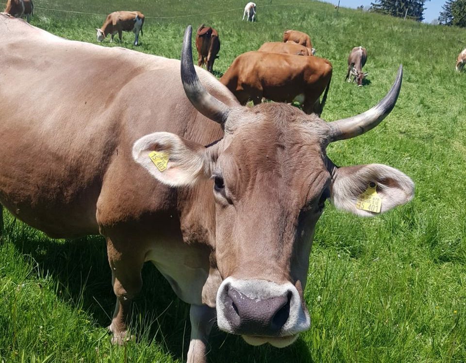Monoprotein-Sorten von ANIfit Eine braune Kuh steht auf einer grünen Wiese, im Hintergrund weitere Kühe.