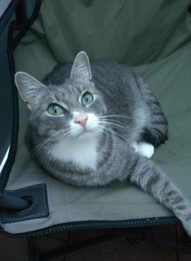 Graue Katze mit grünen Augen liegt entspannt auf einem Stuhl.