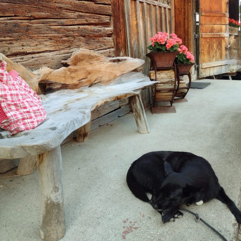 Entspannter Hund dank hochwertiger Hundeernährung von ANIfit