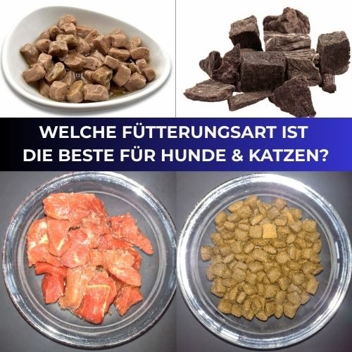 Schalen mit verschiedenen Futterarten für Hunde und Katzen: Fleisch, Trockenfutter und Snacks.