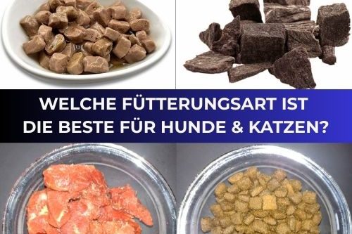 Artgerechte Ernährung für Hund & Katze Trocken- und Nassfutter für Hunde und Katzen, Frage zur besten Fütterungsart.