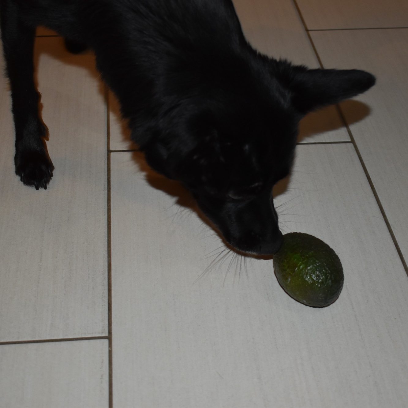 Schwarzer Hund schnüffelt an einer Avocado auf einem hellen Boden.