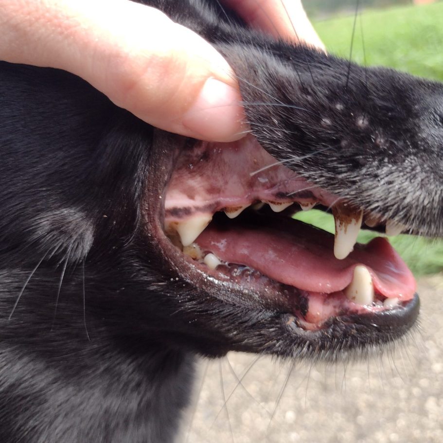 Trockenfutter hilft nicht bei der Zahnreinigung Schwarzer Hund mit offenem Maul und Zähnen, Oberkiefer wird angehoben.