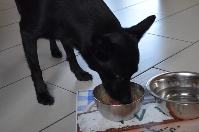 Tabu´s bei der Hundefütterung Schwarzer Hund frisst aus einem Futternapf auf einem gefliesten Boden.