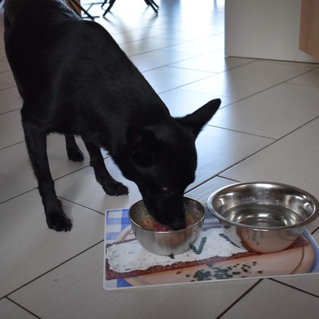 Schwarzer Hund frisst aus einer Schüssel auf einem Futterplatz.