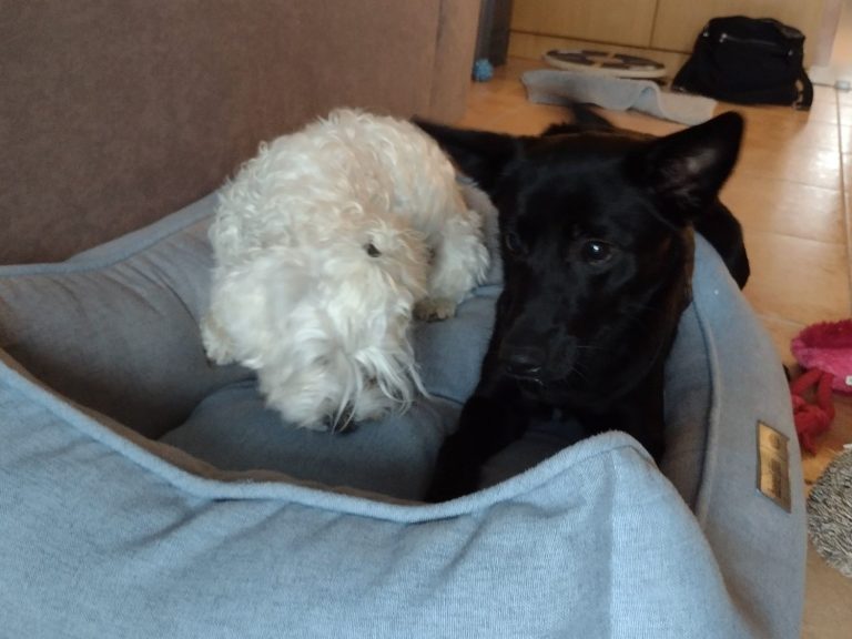 Erstausstattung für Deinen Hund - was brauchst Du wirklich Zwei Hunde, ein weißer und ein schwarzer, liegen gemütlich in einem Hundebett.