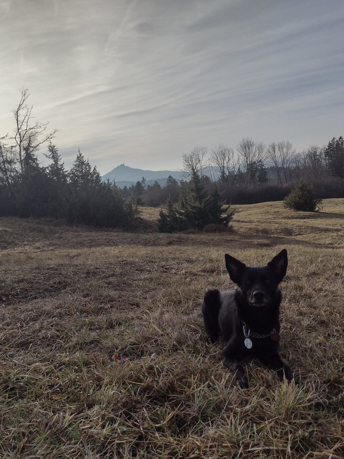 Yvis Futterberatung - Dein ANIfit Berater im Zollernalbkreis Schwarzer Hund liegt auf einer Wiese mit Bergen und der Burg Hohenzollern im Hintergrund.
