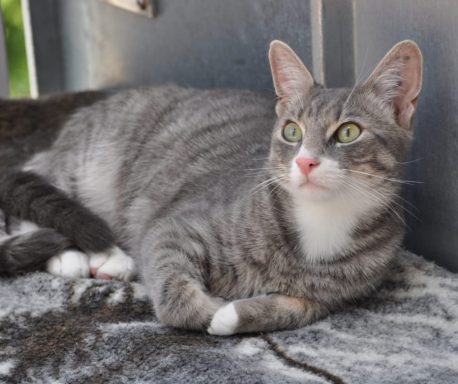 Graue Katze mit weißen Abzeichen, entspannt auf einem Teppich liegend.