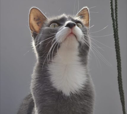 Graue Katze blickt nach oben mit aufmerksamem Ausdruck.