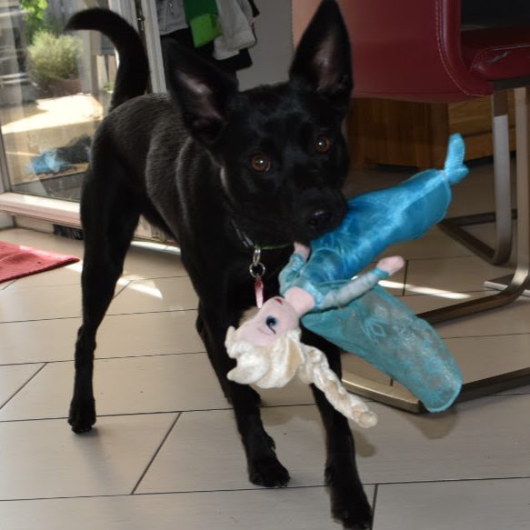 ANIfit Hundefutter | gesunde Ernährung für Hunde Schwarzer Hund trägt eine Elsa-Spielzeugpuppe im Maul.