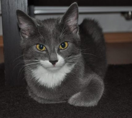 Graue Katze mit weißen Flecken, liegt entspannt auf einem dunklen Teppich.