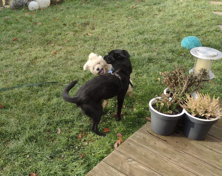 Zwei Hunde spielen auf einer Grünfläche, einer hell und der andere schwarz.