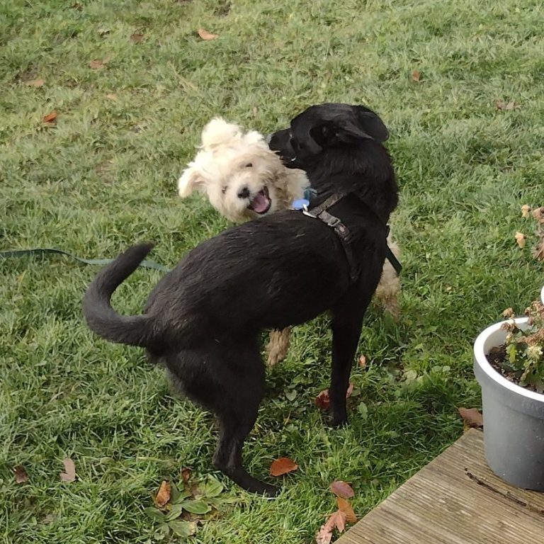 Hochwertiges Anifit Hundefutter und Yvis Futterberatung Zwei Hunde spielen auf einer Grünfläche, einer hell und der andere schwarz.