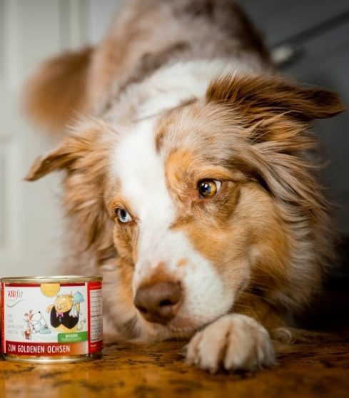 Ein Hund liegt entspannt vor einer Dose Anifit-Hundefutter.