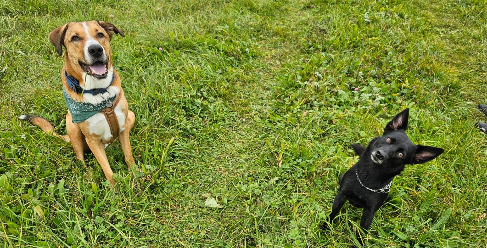 ANIfit - artgerechte Ernährung mit ANIfit Hundefutter Zwei Hunde auf grünem Gras, einer braun und freundlich, der andere klein und schwarz.