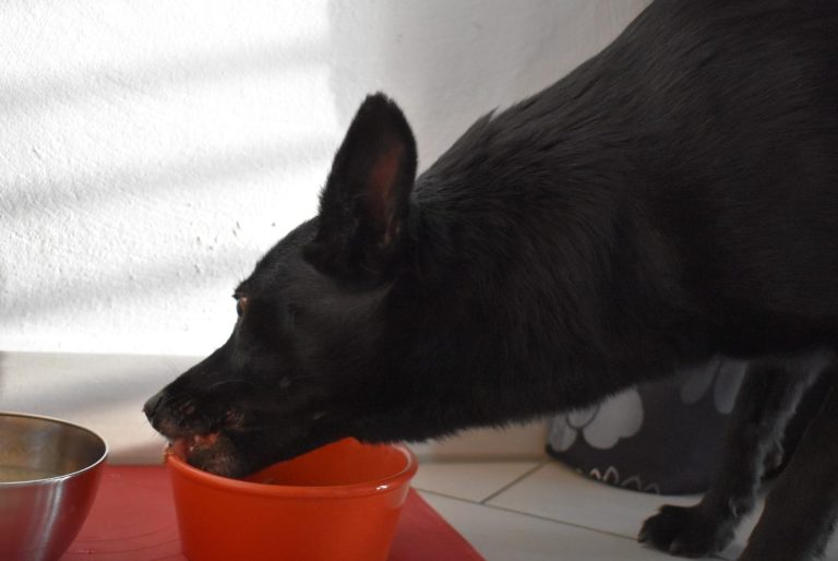 Hochwertiges Hundefutter von ANIfit Schwarzer Hund trinkt aus einer roten Schüssel auf einem Fliesenboden.