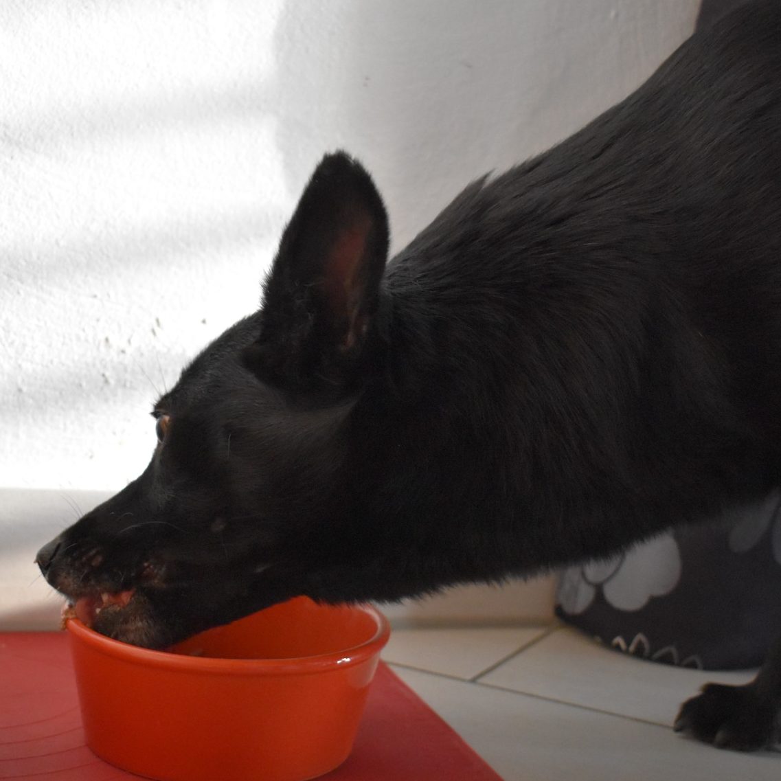 Tierfutter-Deklarationen verstehen - so geht´s Schwarzer Hund trinkt aus einer orangefarbenen Schüssel auf einem hellen Boden.
