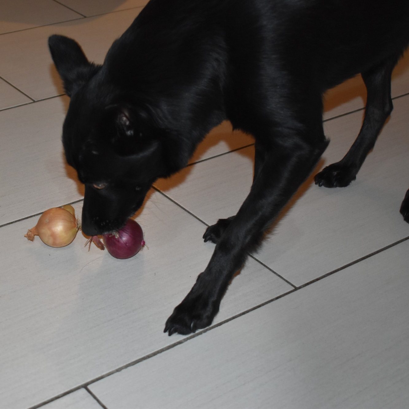 Schwarzer Hund schnüffelt an zwei Zwiebeln auf dem Boden.