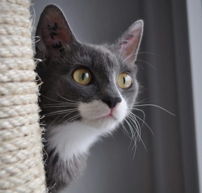 Graue Katze mit großen, gelben Augen, die hinter einem Kratzbaum schaut.