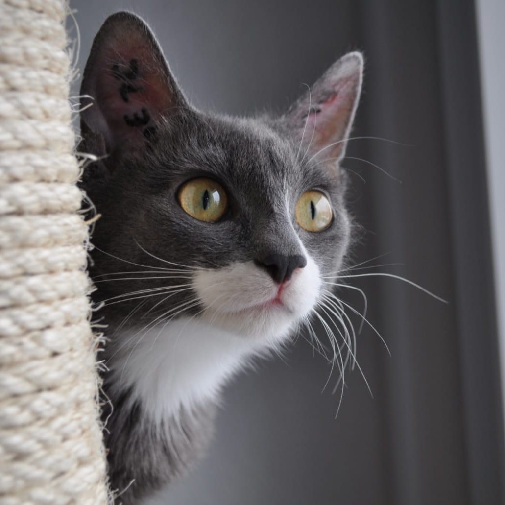 Graue Katze mit gelben Augen schaut neugierig um die Ecke eines Kratzbaums.