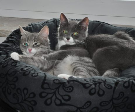 Zwei Katzen liegen in einem runden, weichen Korb zusammen.