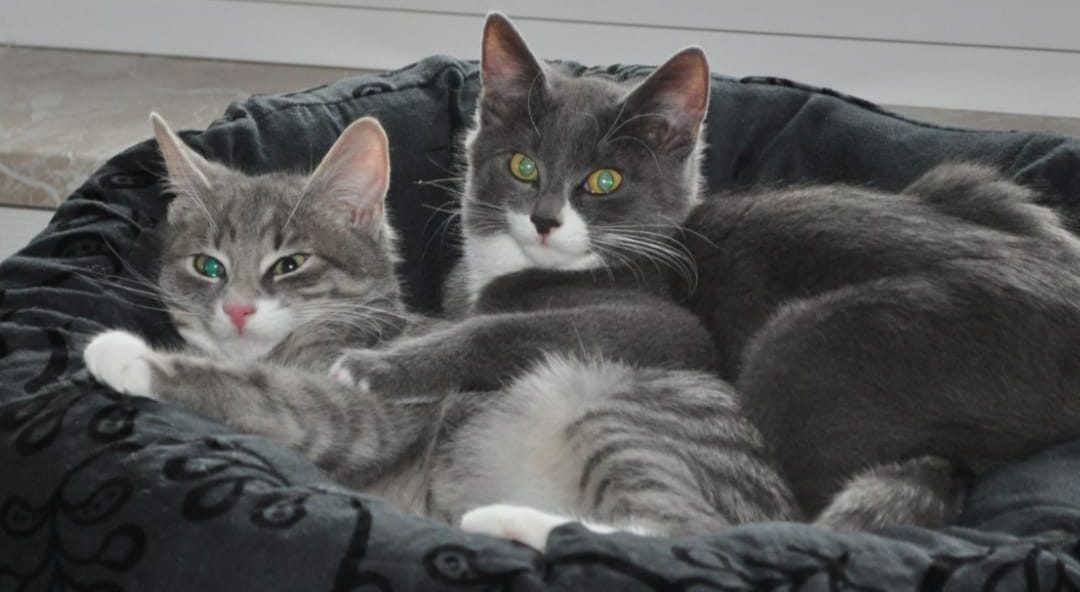 Katzenernährungsberatung für eine artgerechte Ernährung Zwei Katzen liegen entspannt in einem runden, weichen Bett.